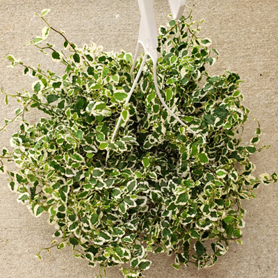 8" Ficus Repens Creeping Fig Variegated HB